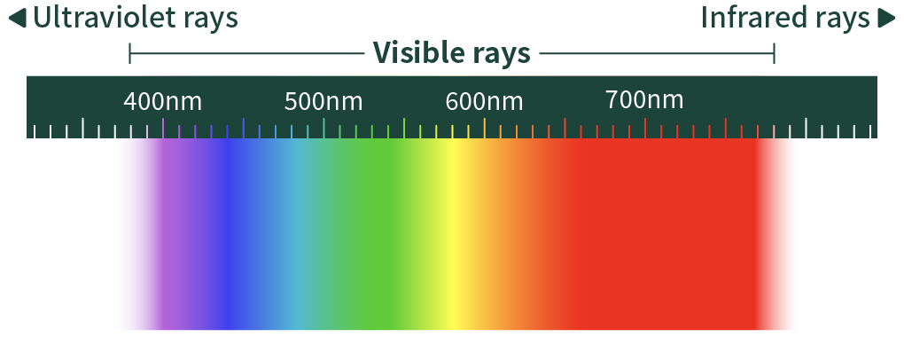 ◀︎ Ultraviolet rays  Visible rays  Infrared rays ▶︎